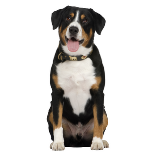 Honden